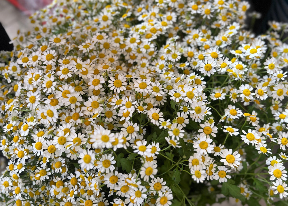 Bunch of Daisies