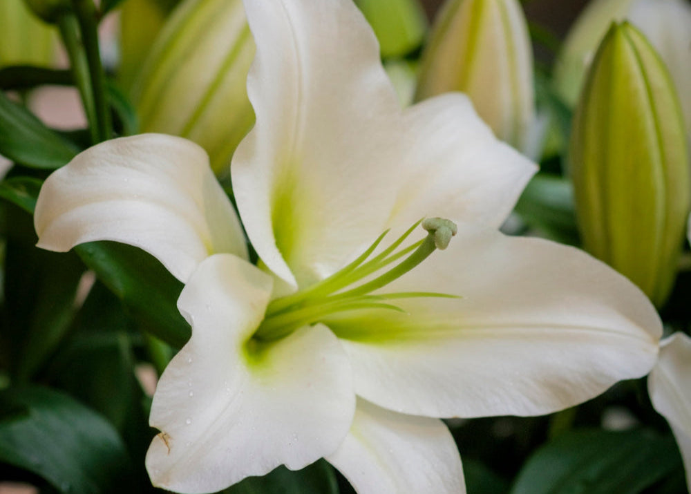 Summer Luxury: The Most Exclusive Flowers for London's Elite Events