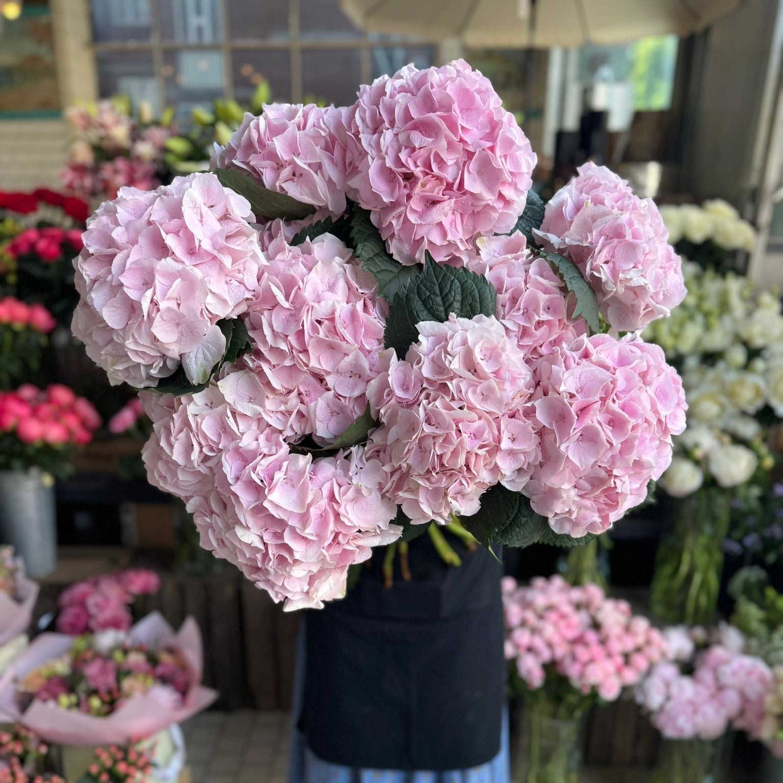 Pink Hydrangea