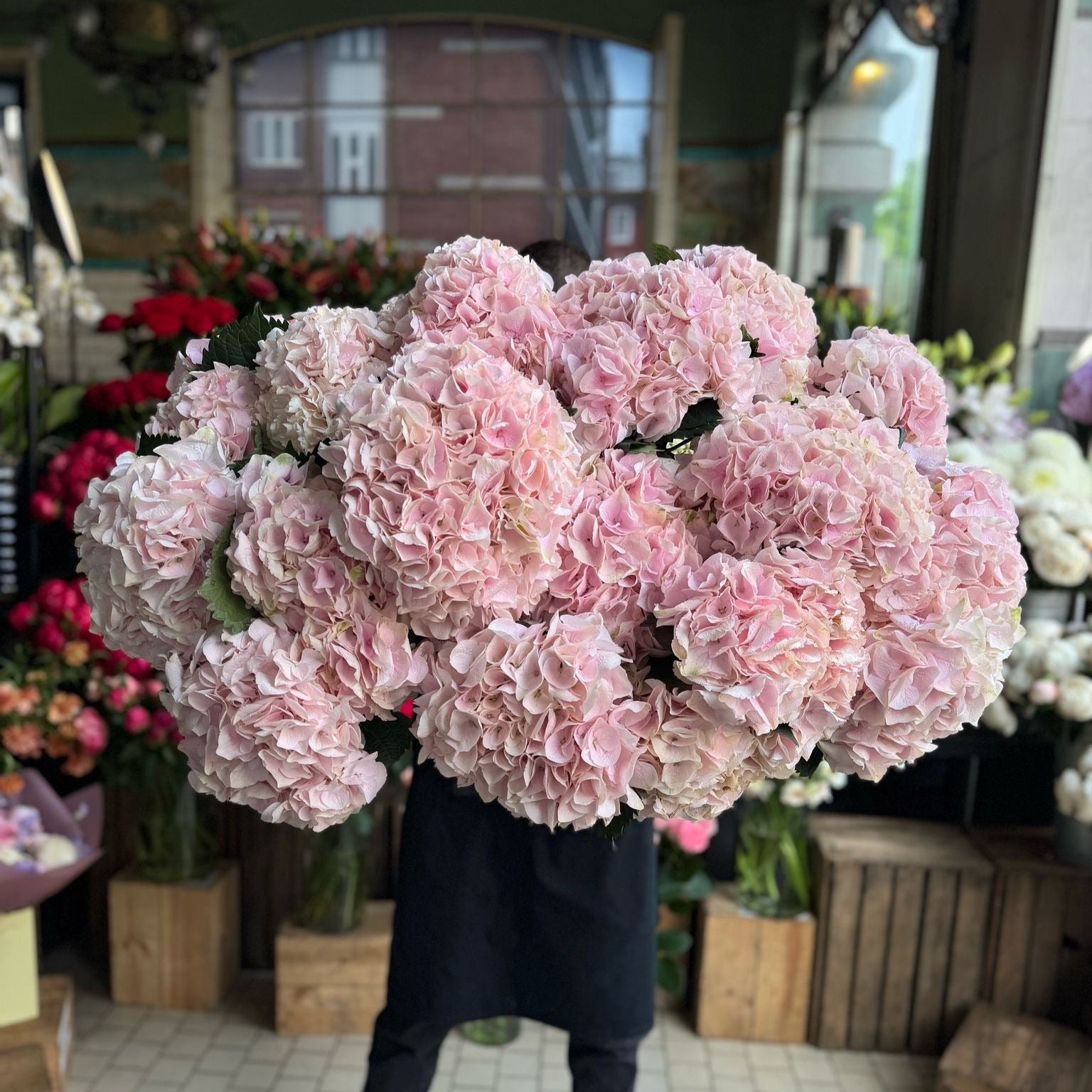 Pink Hydrangea