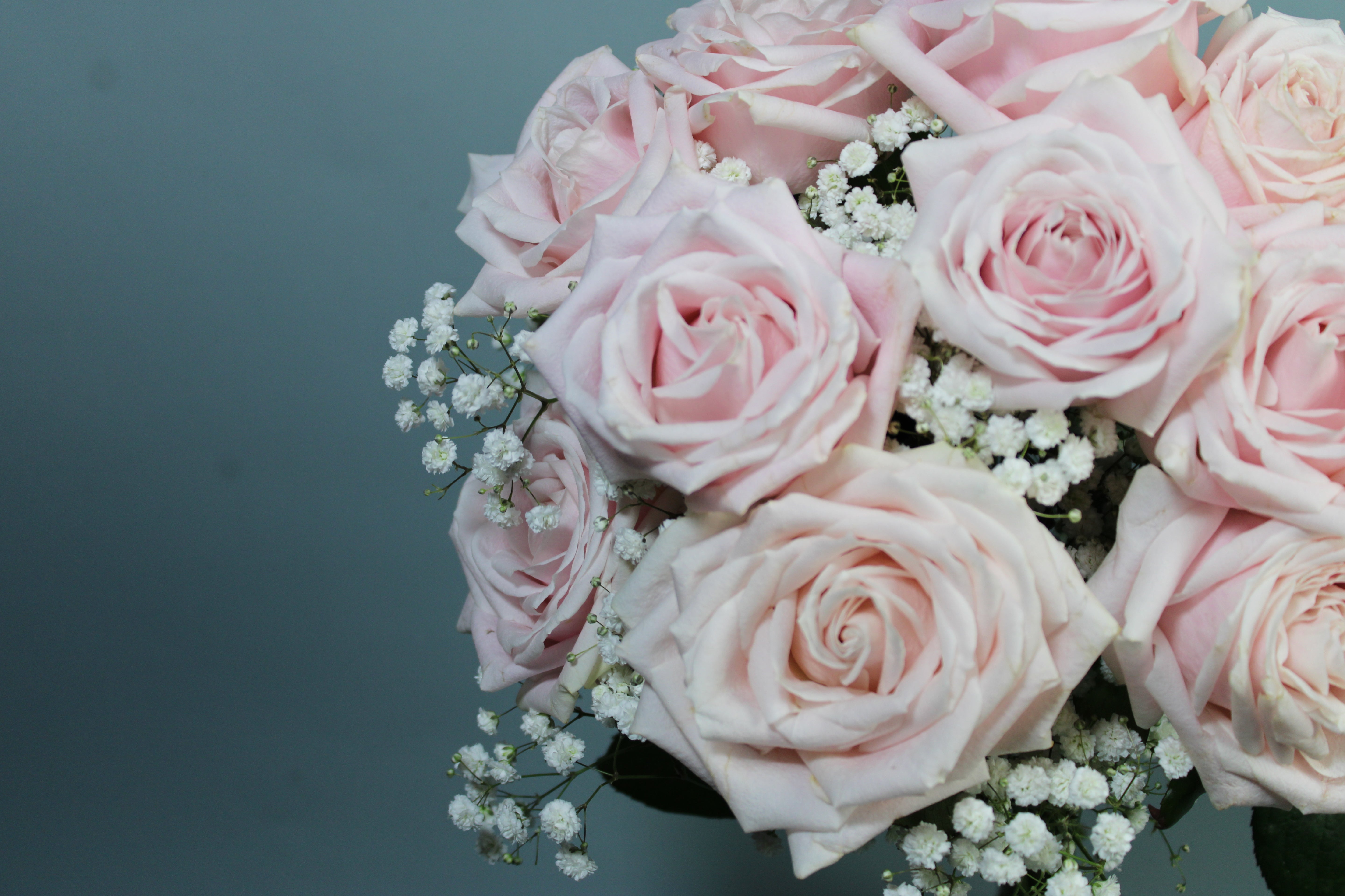 Pink Rose Delight - Petals at Bibendum