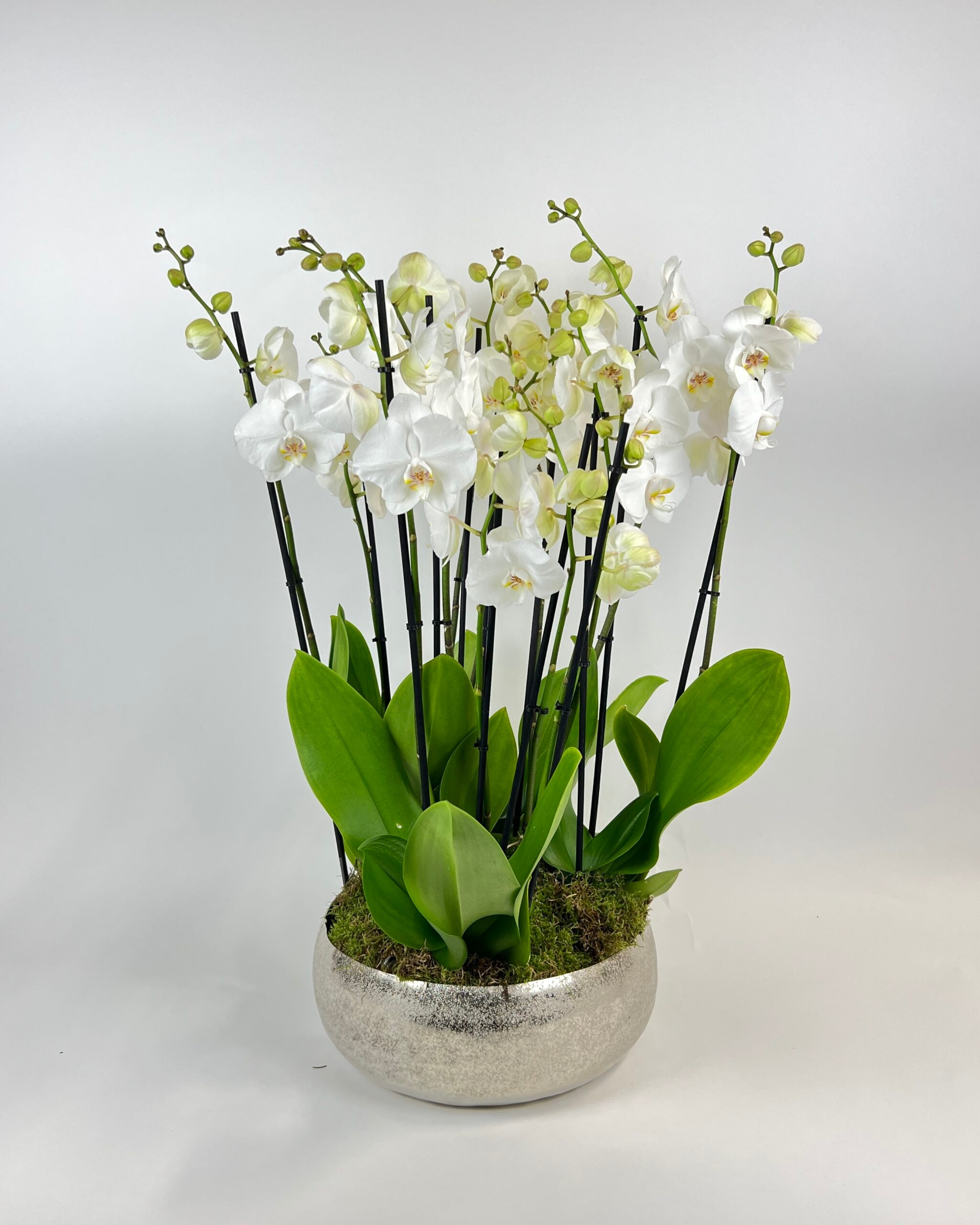 Phalaenopsis Orchid Planter - Petals at Bibendum