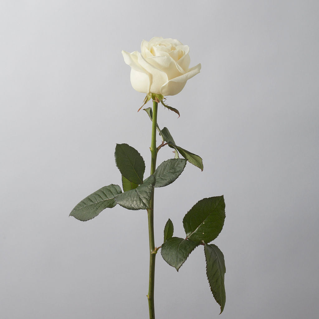 White Avalanche Rose - Petals at Bibendum