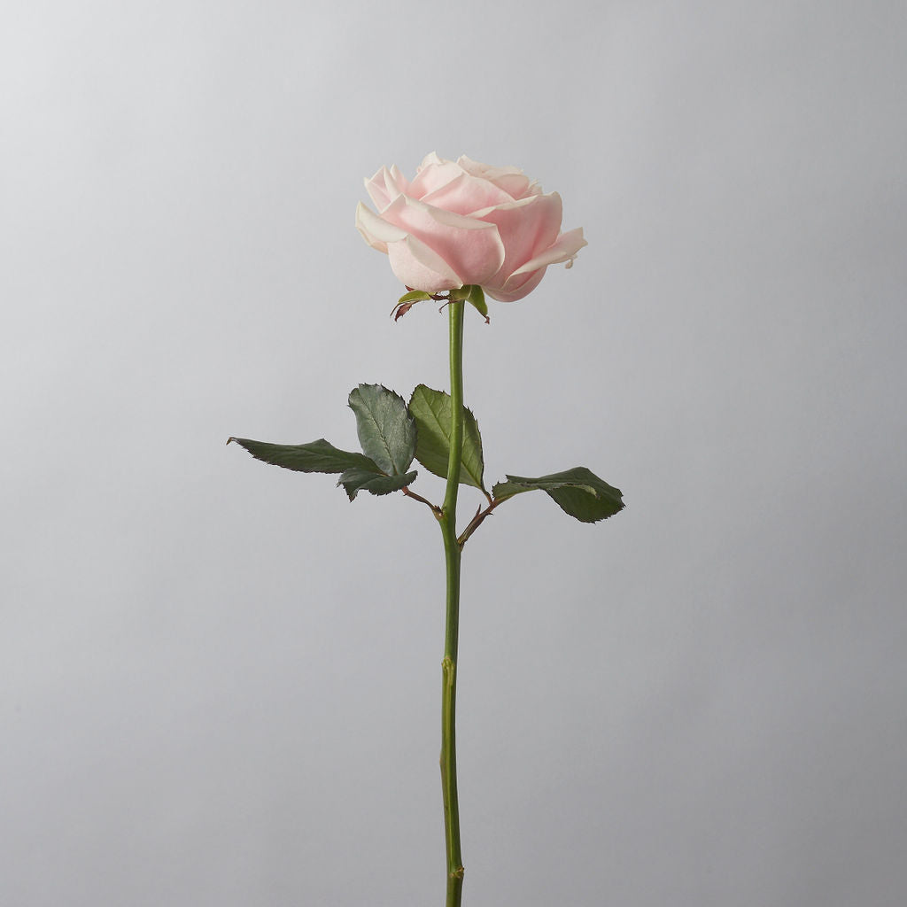 Sweet Avalanche Rose - Petals at Bibendum