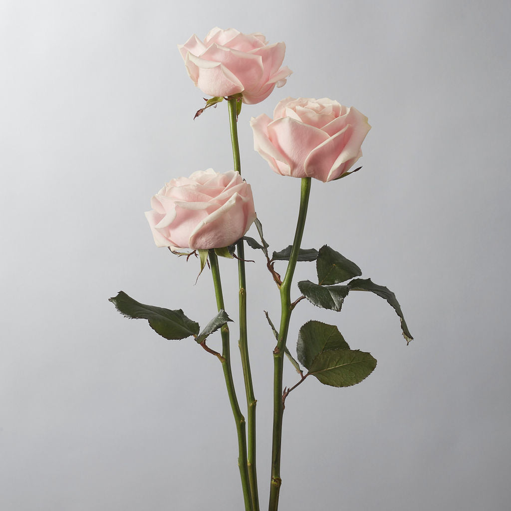 Sweet Avalanche Rose - Petals at Bibendum