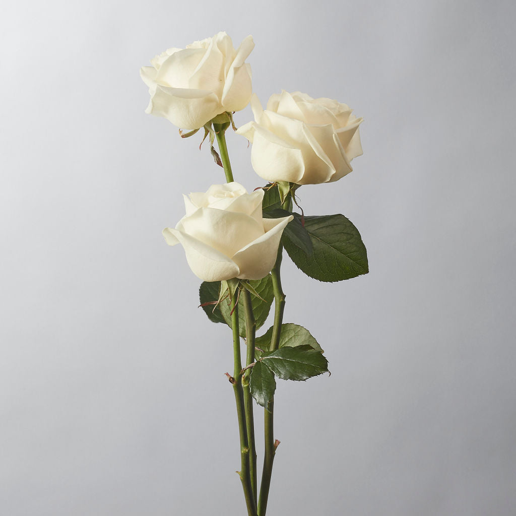 White Avalanche Rose - Petals at Bibendum