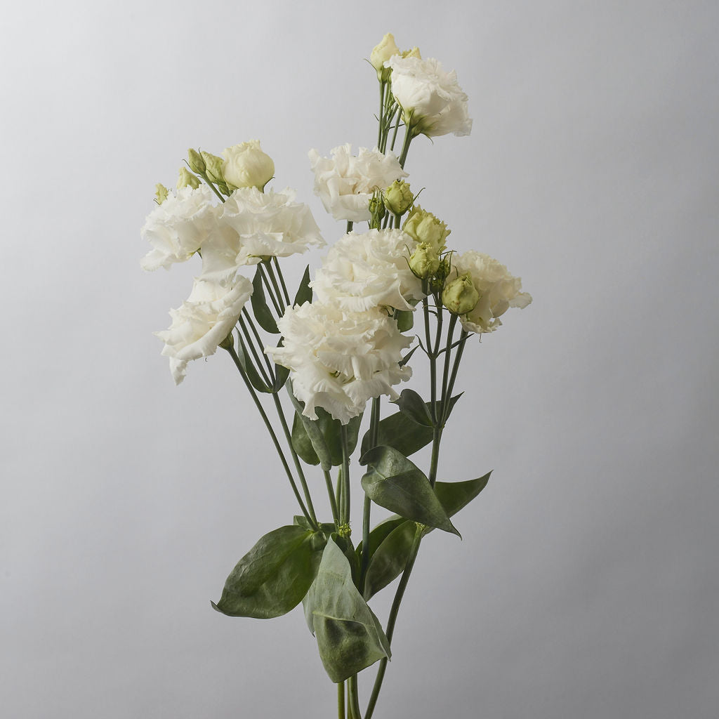 White Alissa Lisianthus - Petals at Bibendum