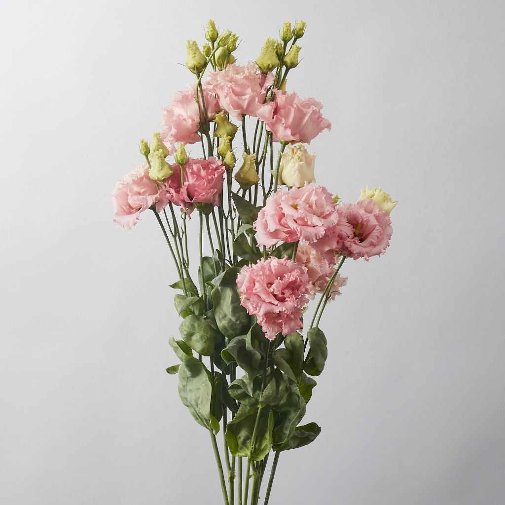 Pink Alissa Lisianthus - Petals at Bibendum