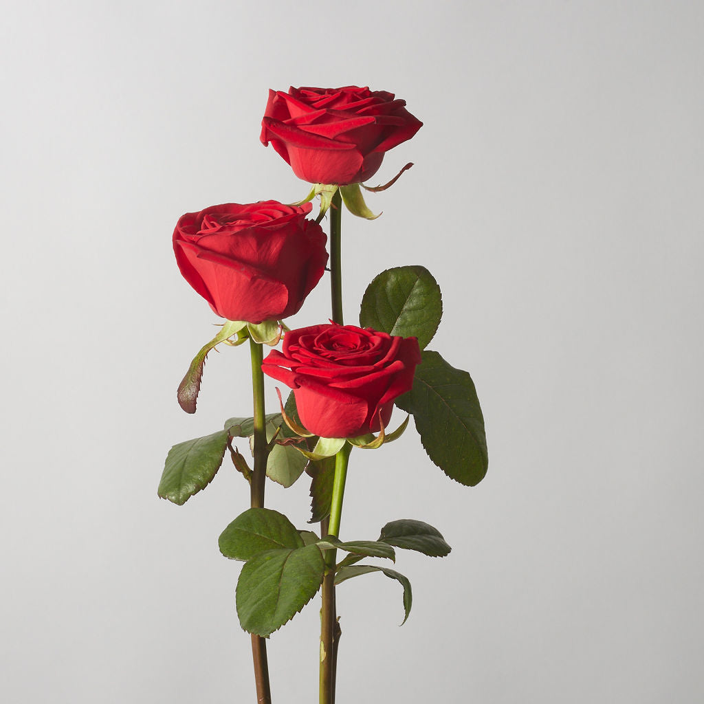 Red Velvet Rose - Petals at Bibendum