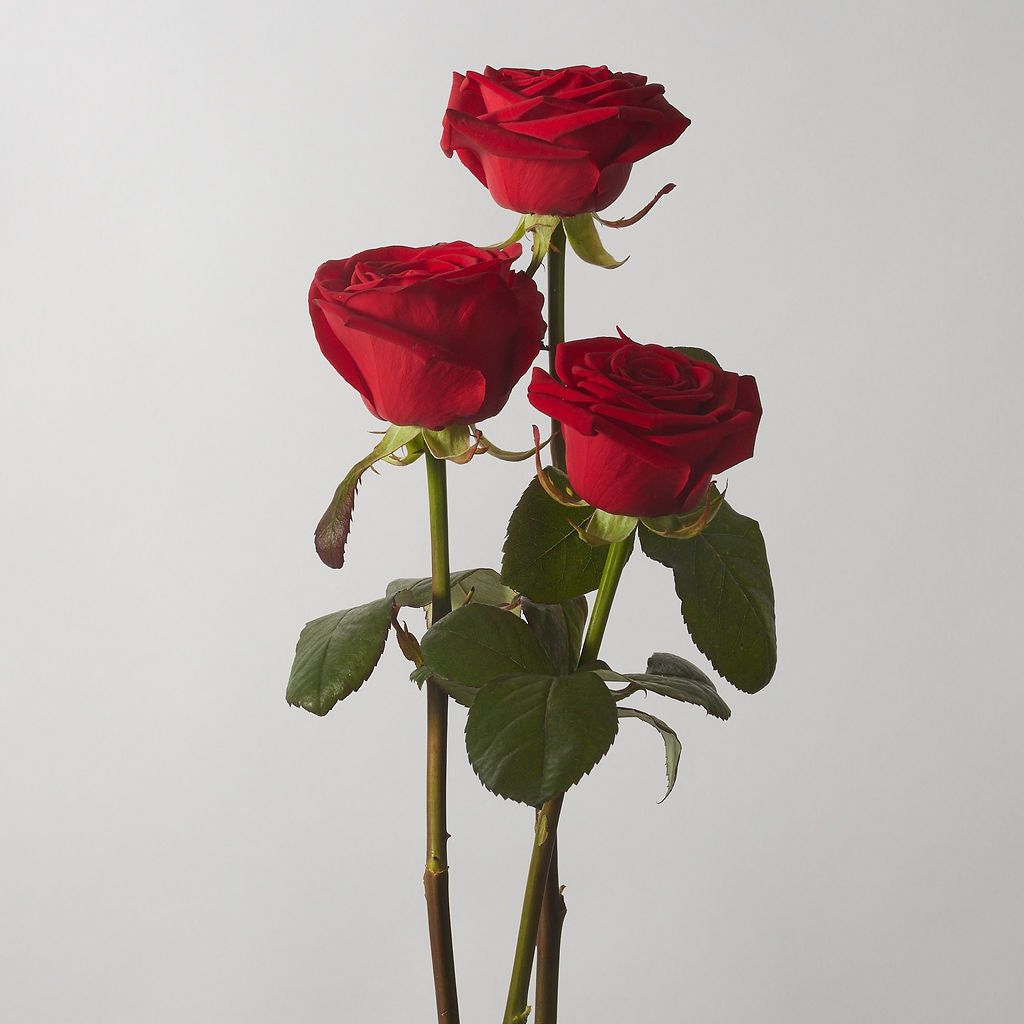 Red Velvet Rose - Petals at Bibendum