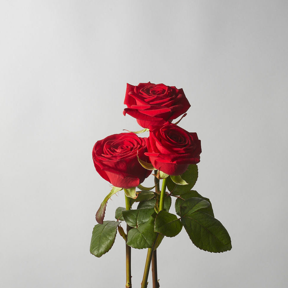 Red Velvet Rose - Petals at Bibendum
