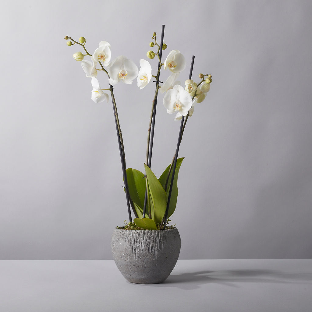 Orchid - Phaleanopsis - Petals at Bibendum