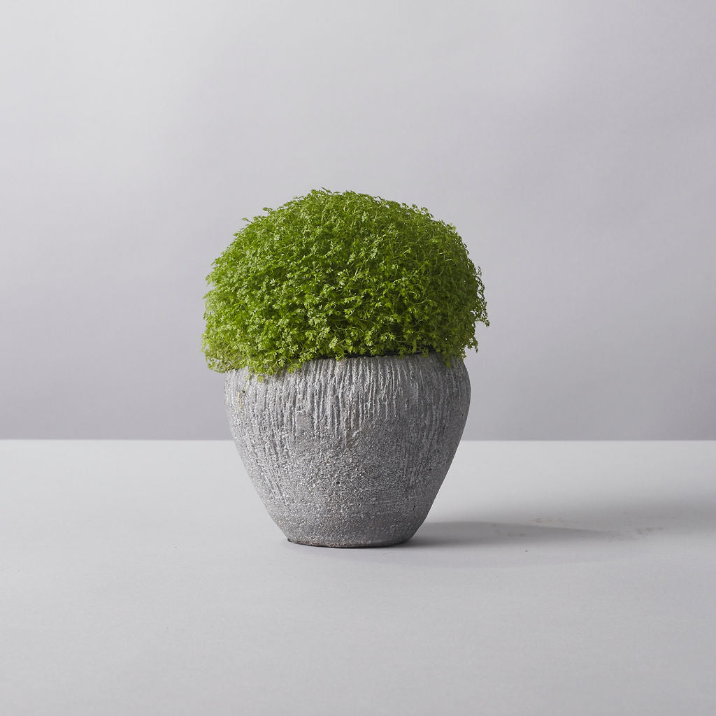 Selaginella Planter - Petals at Bibendum