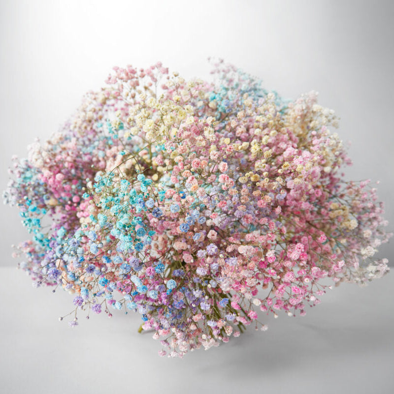 Rainbow of Dreams - Petals at Bibendum