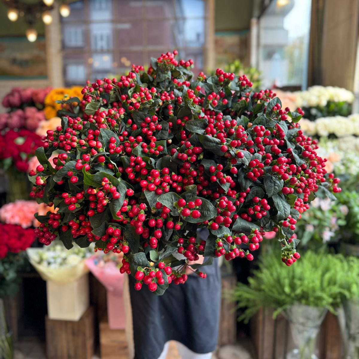 Red Hypericum Berries