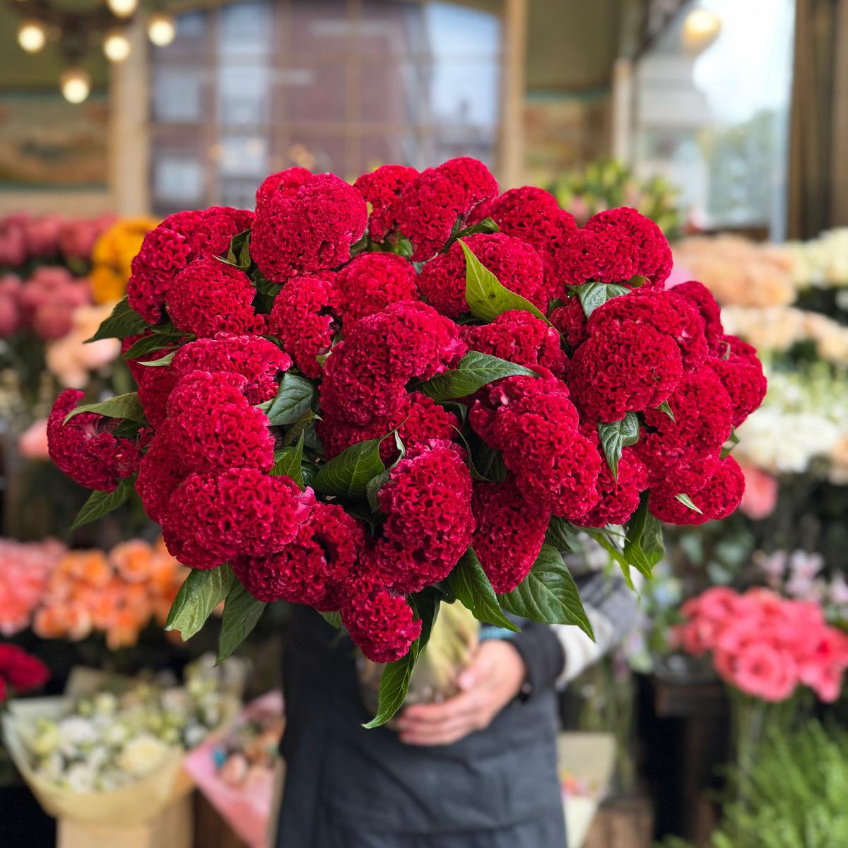 Red Giant Celosia