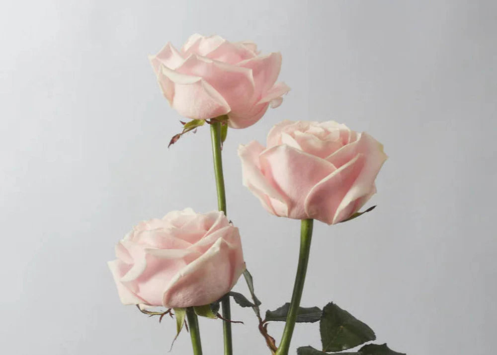 Secrets to Preserving the Soft Blush of Sweet Avalanche Roses