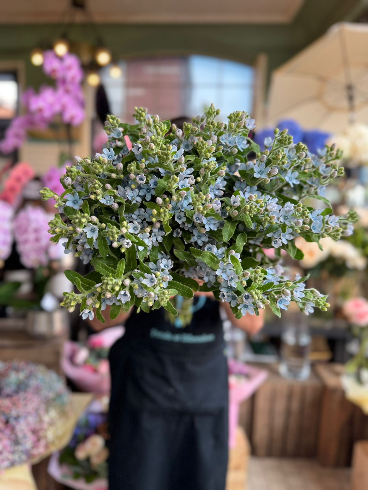 Blue Oxypetalum