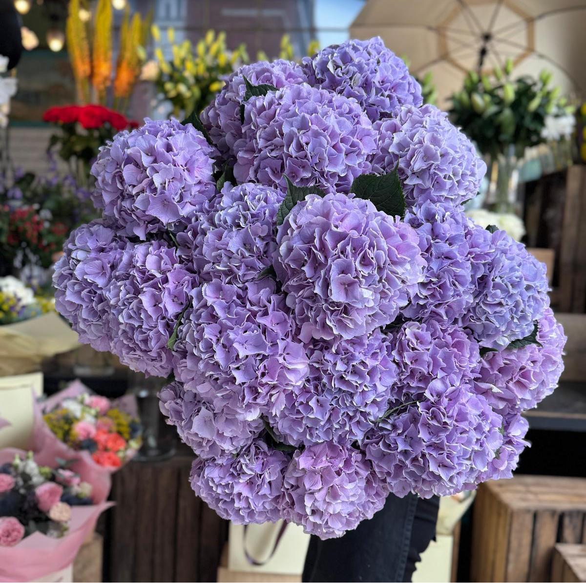 Lilac Hydrangea