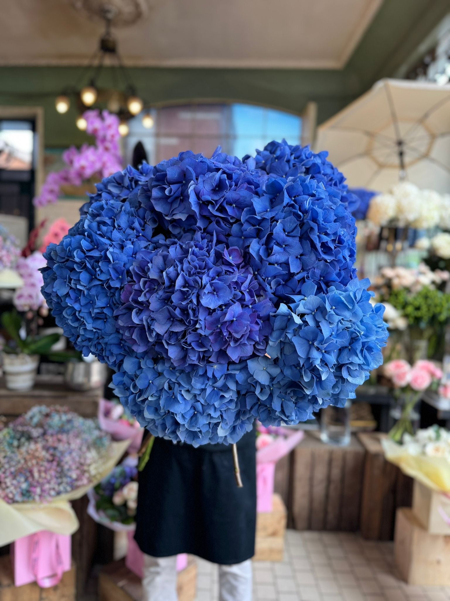 Pimpernel Blue Hydrangea