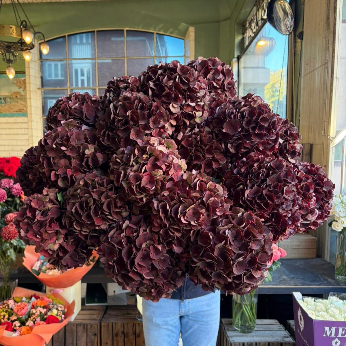 Burgundy Hydrangea