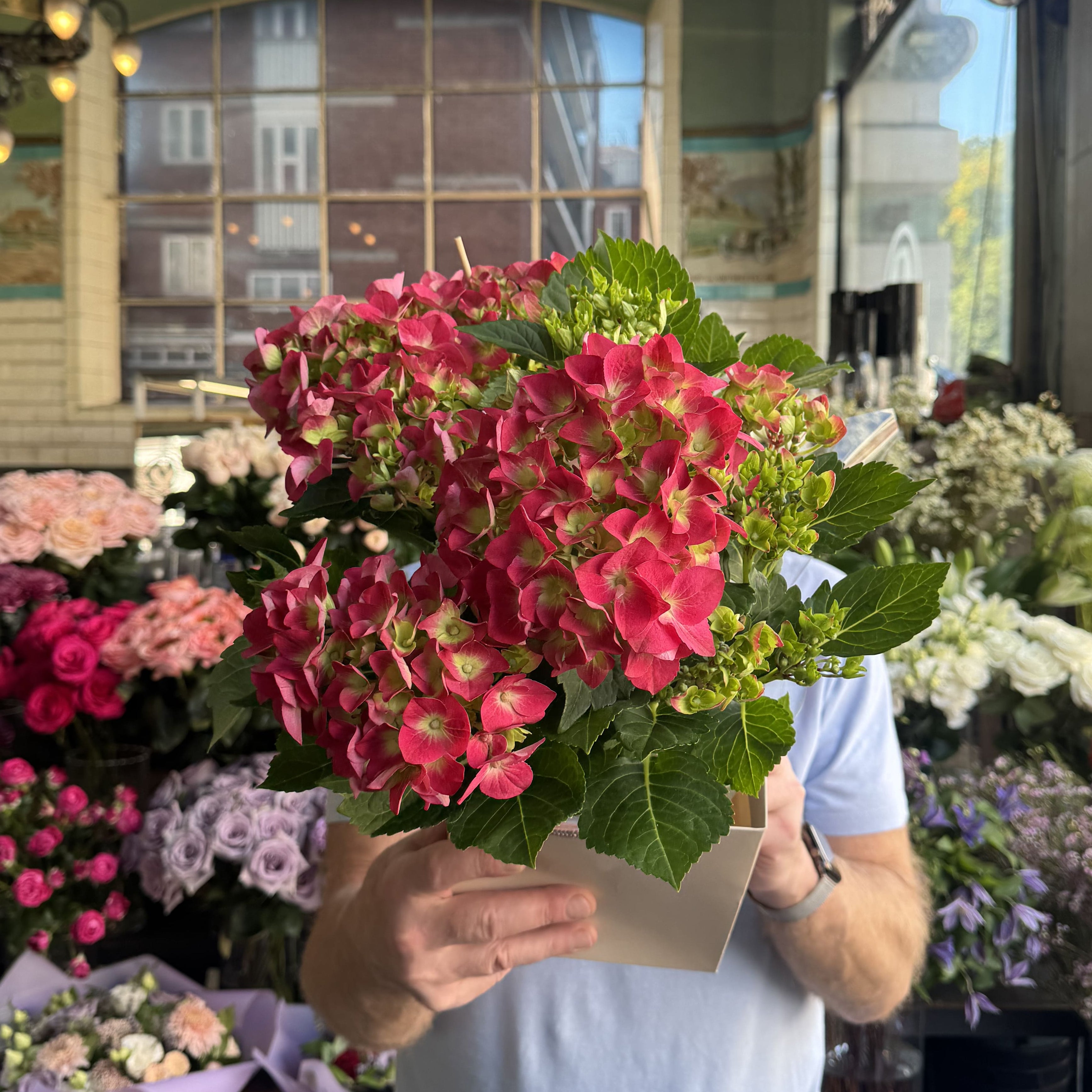 Red Hydrangea Pot