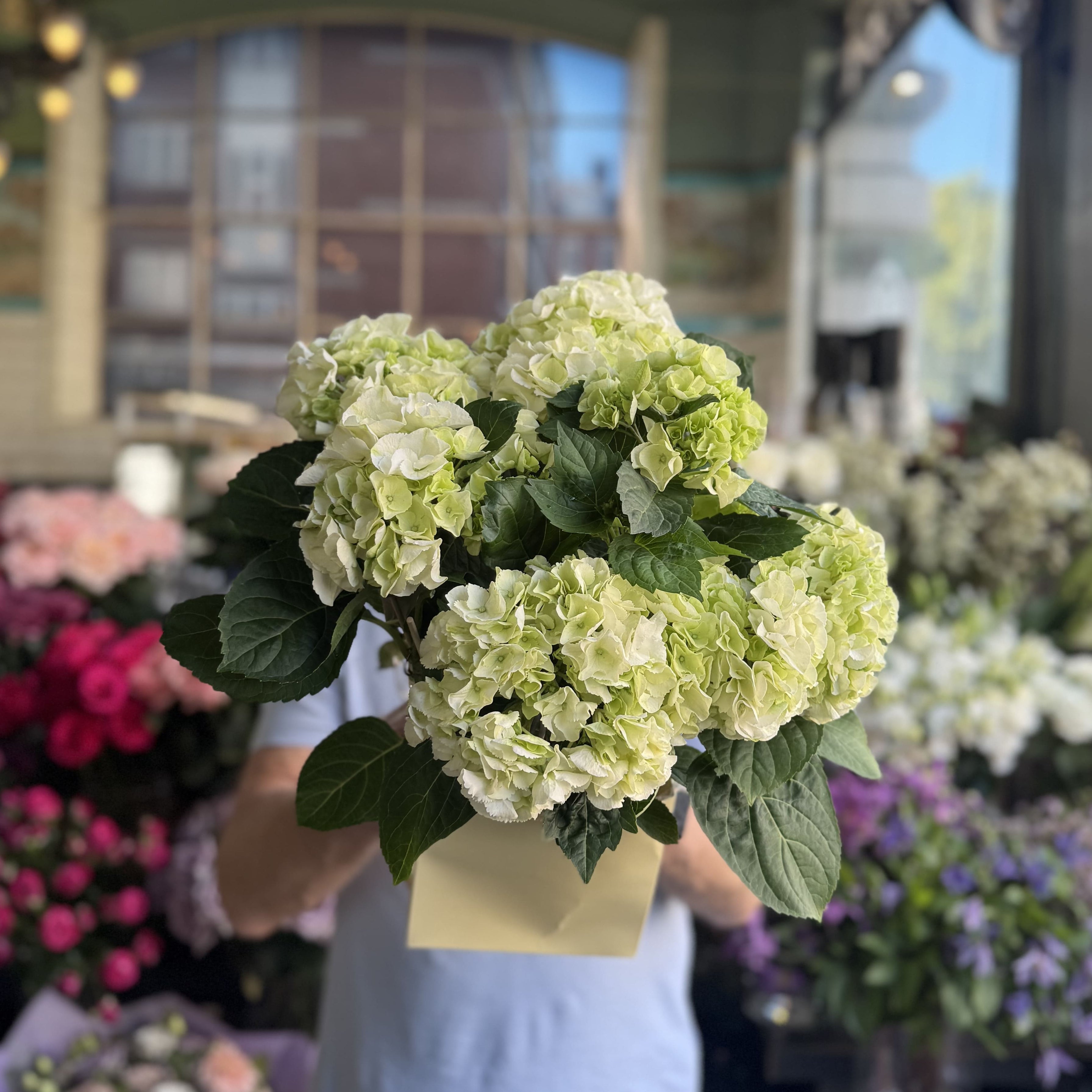 Peach Hydrangea Pot
