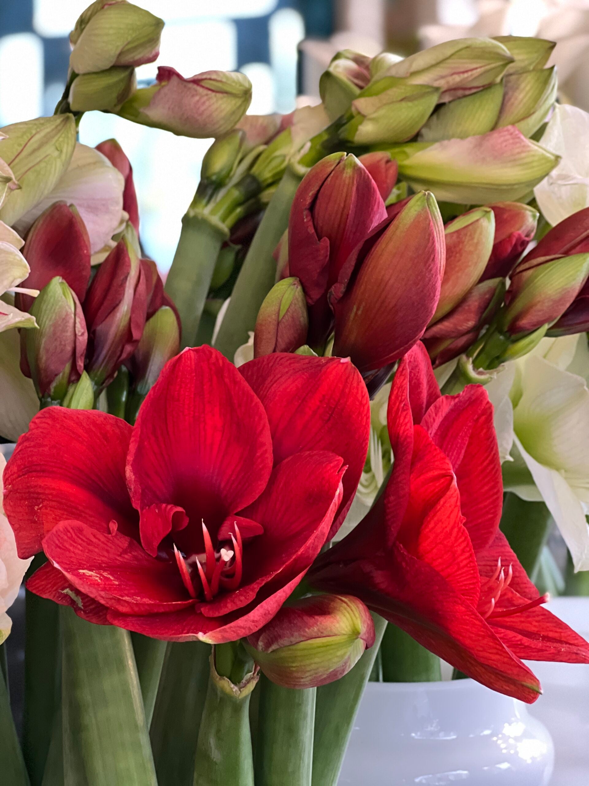 Red Amaryllis