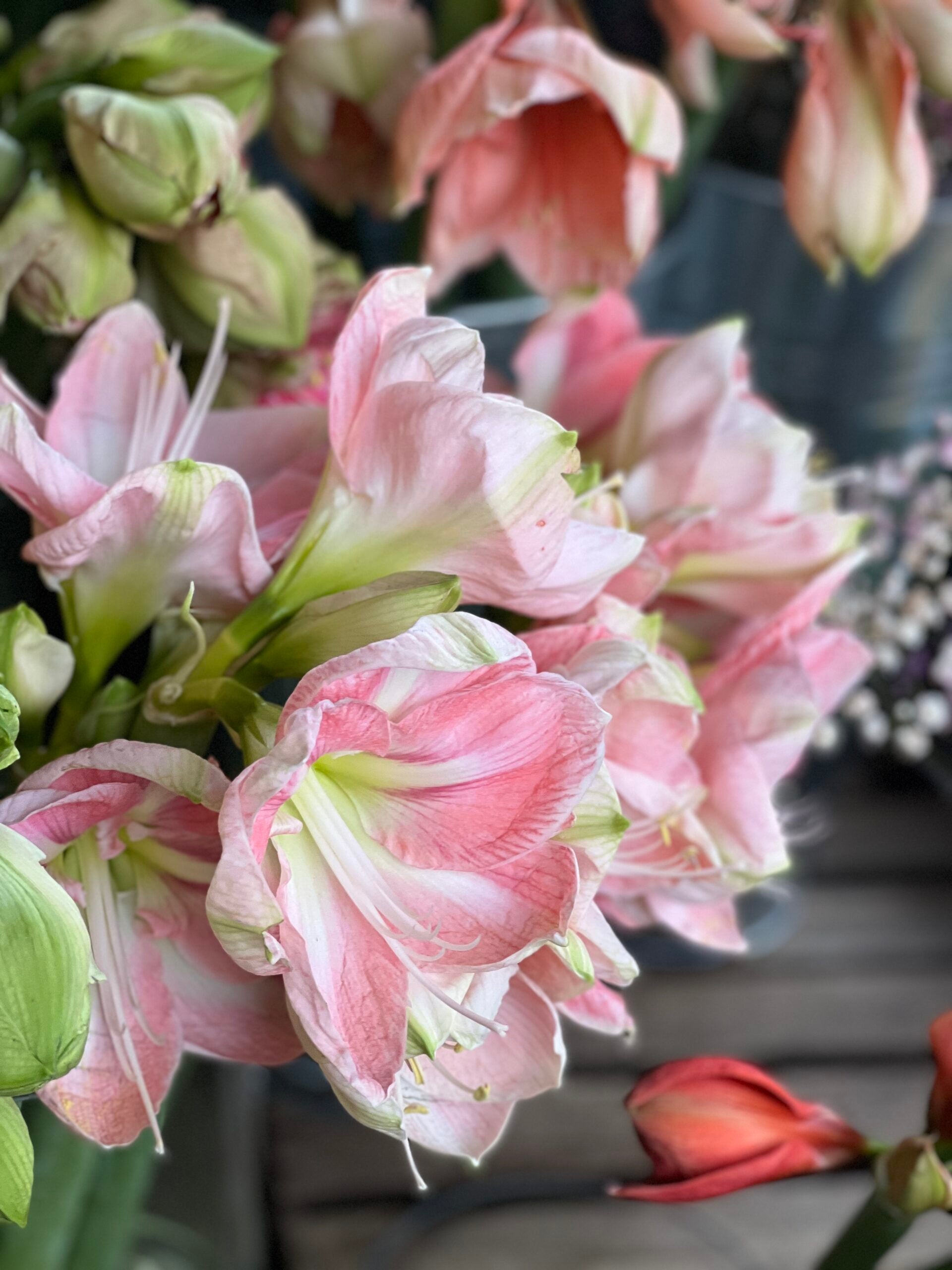 White & Pink Amaryllis