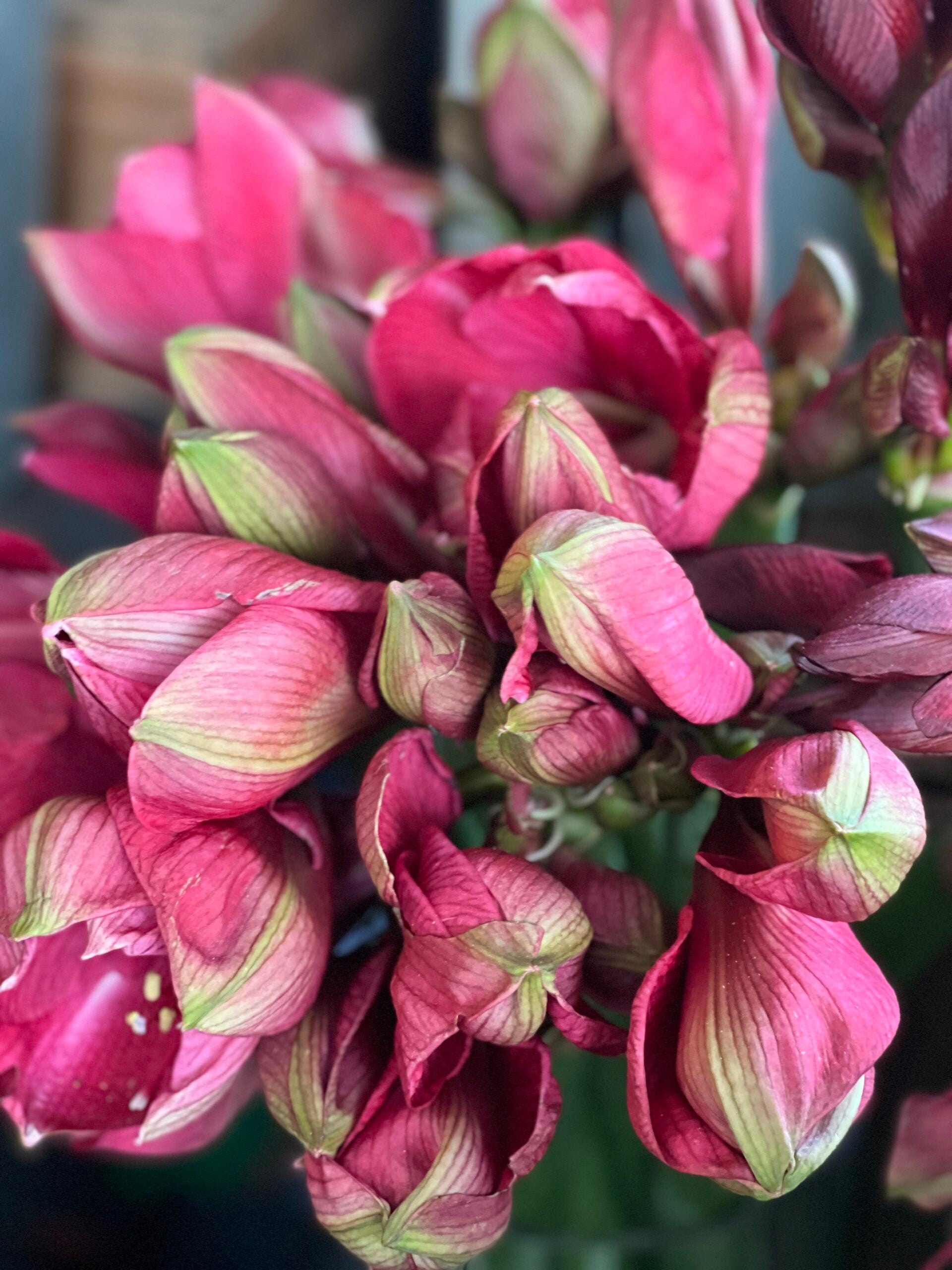 White & Pink Amaryllis