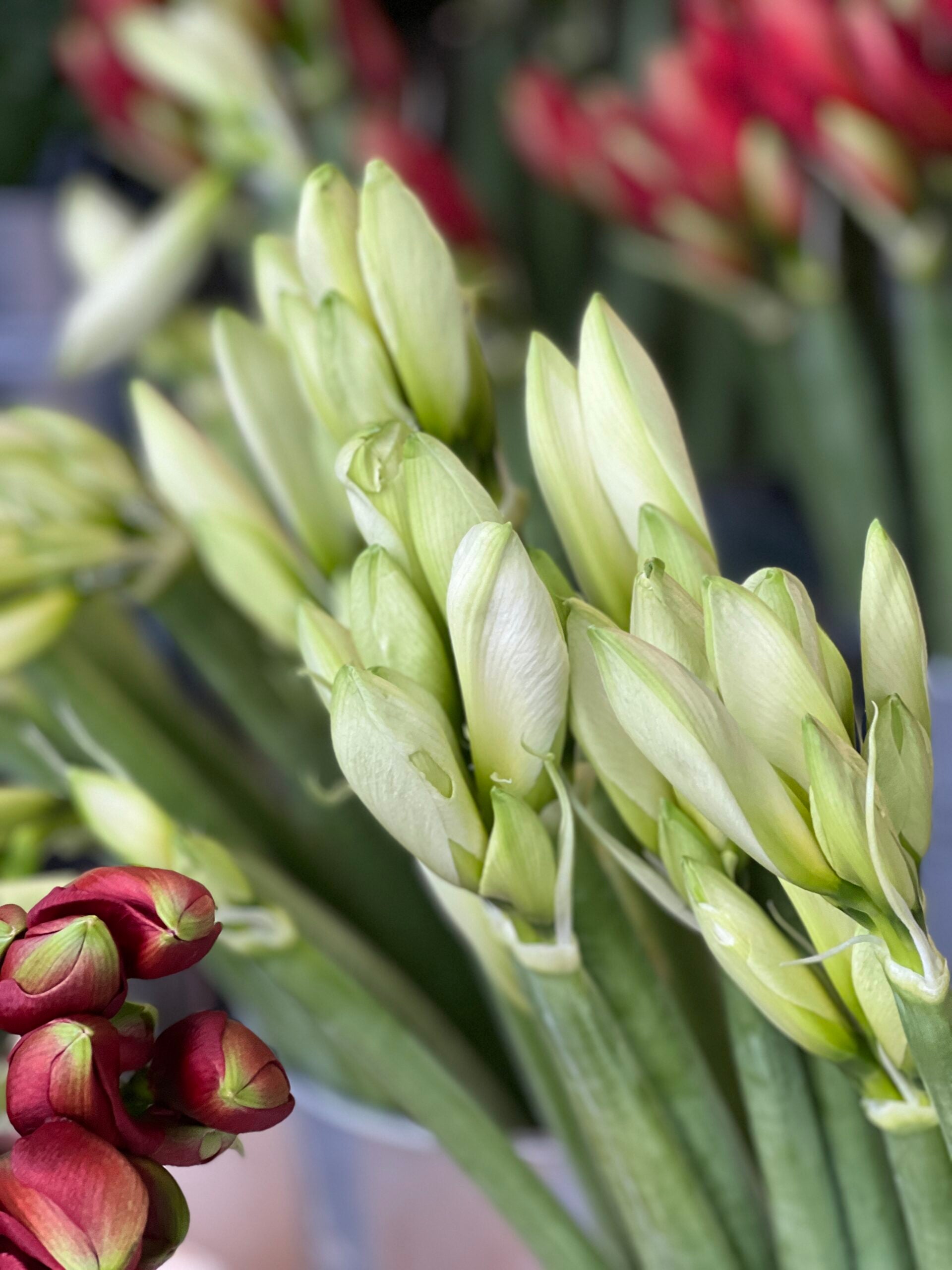 White Amaryllis