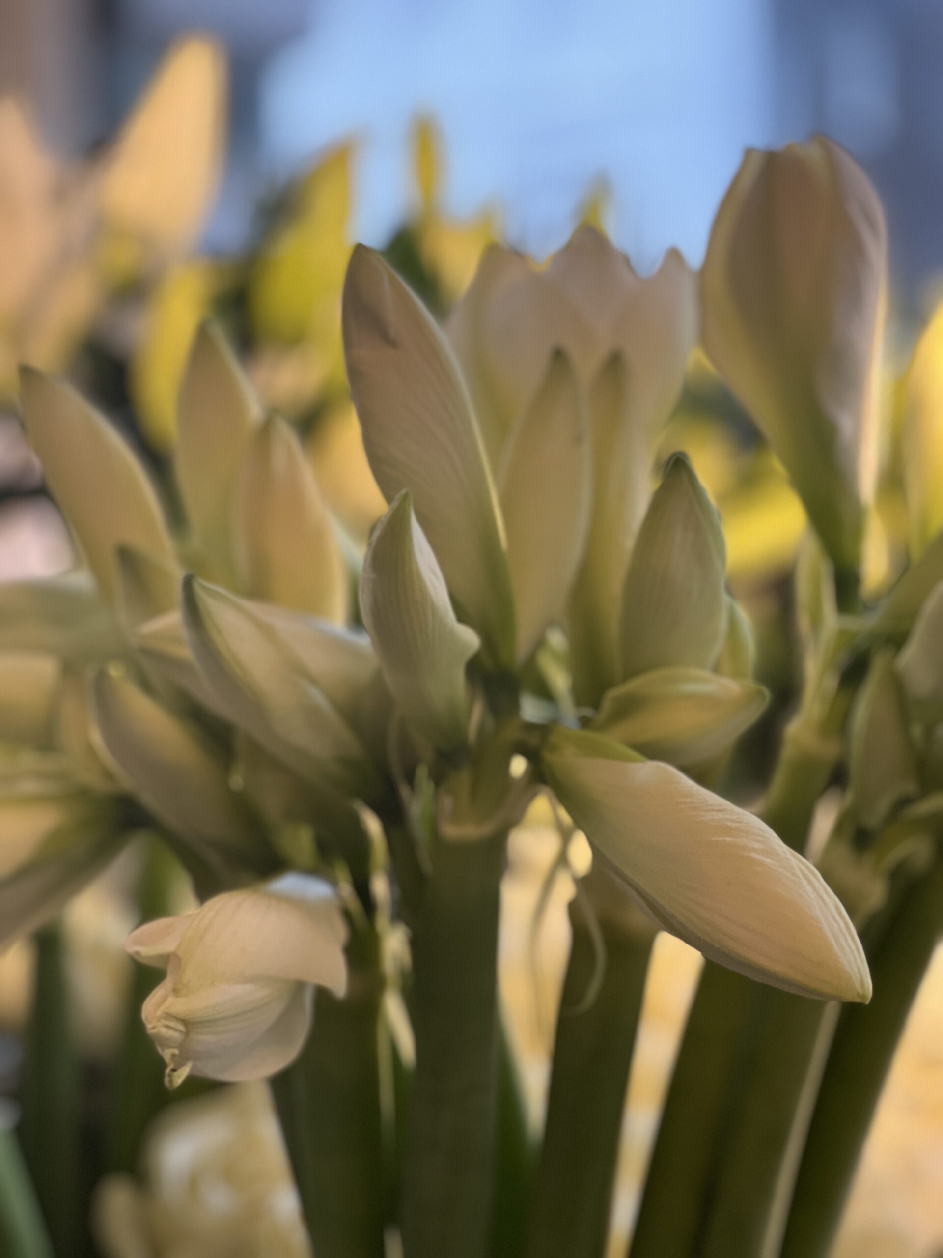 White Amaryllis