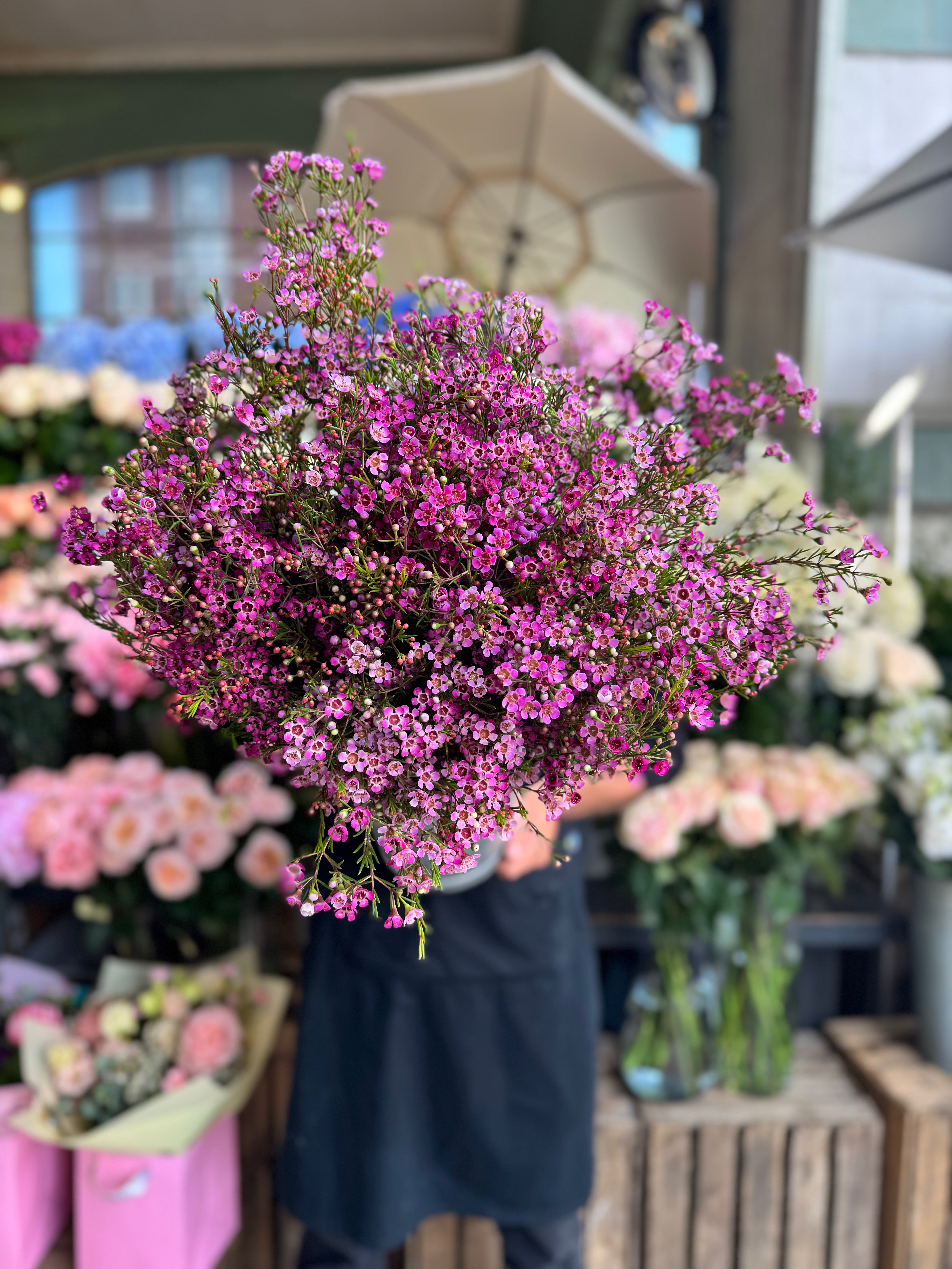 Pink Waxflower