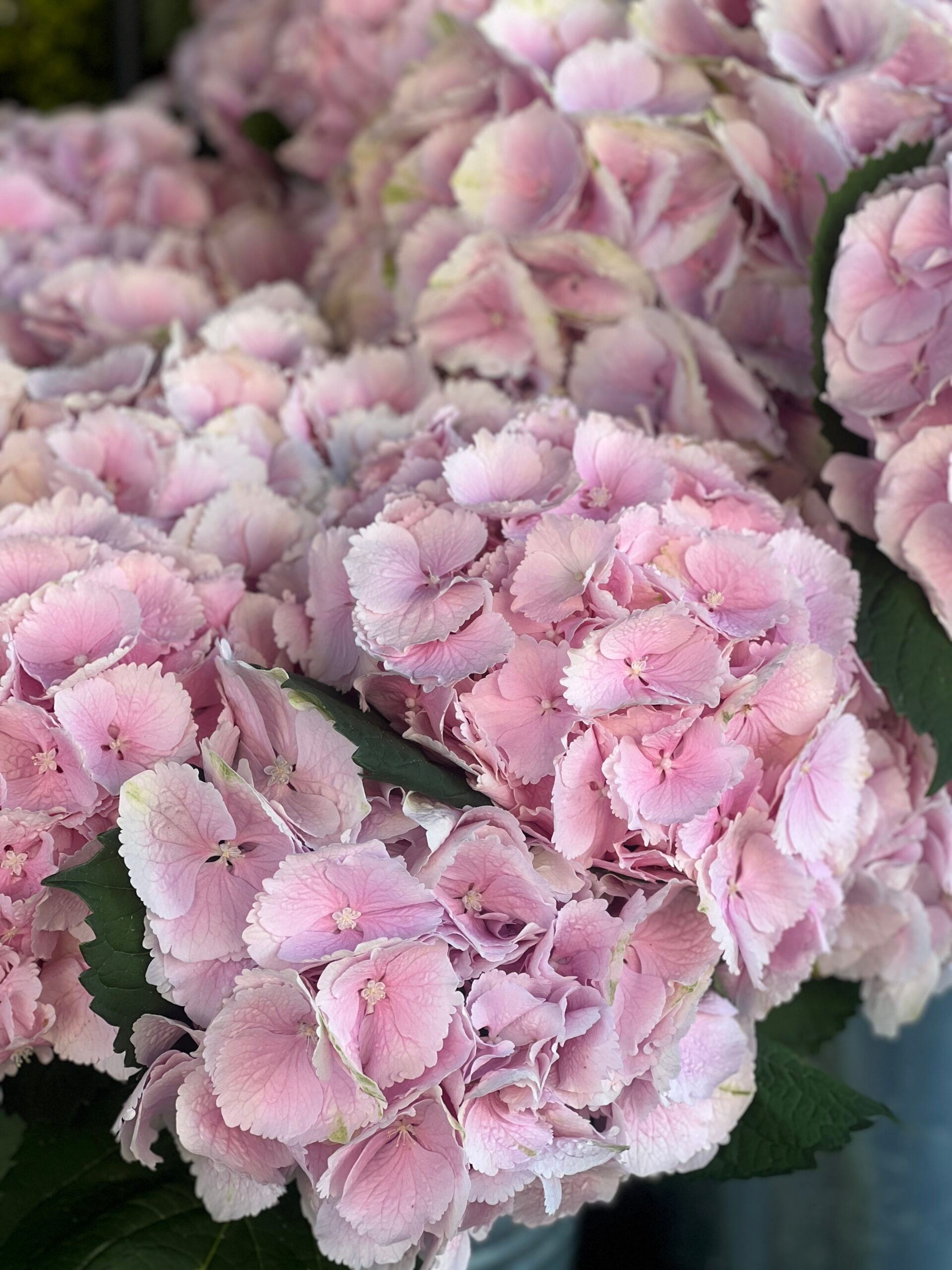 Pink Hydrangea - Petals at Bibendum