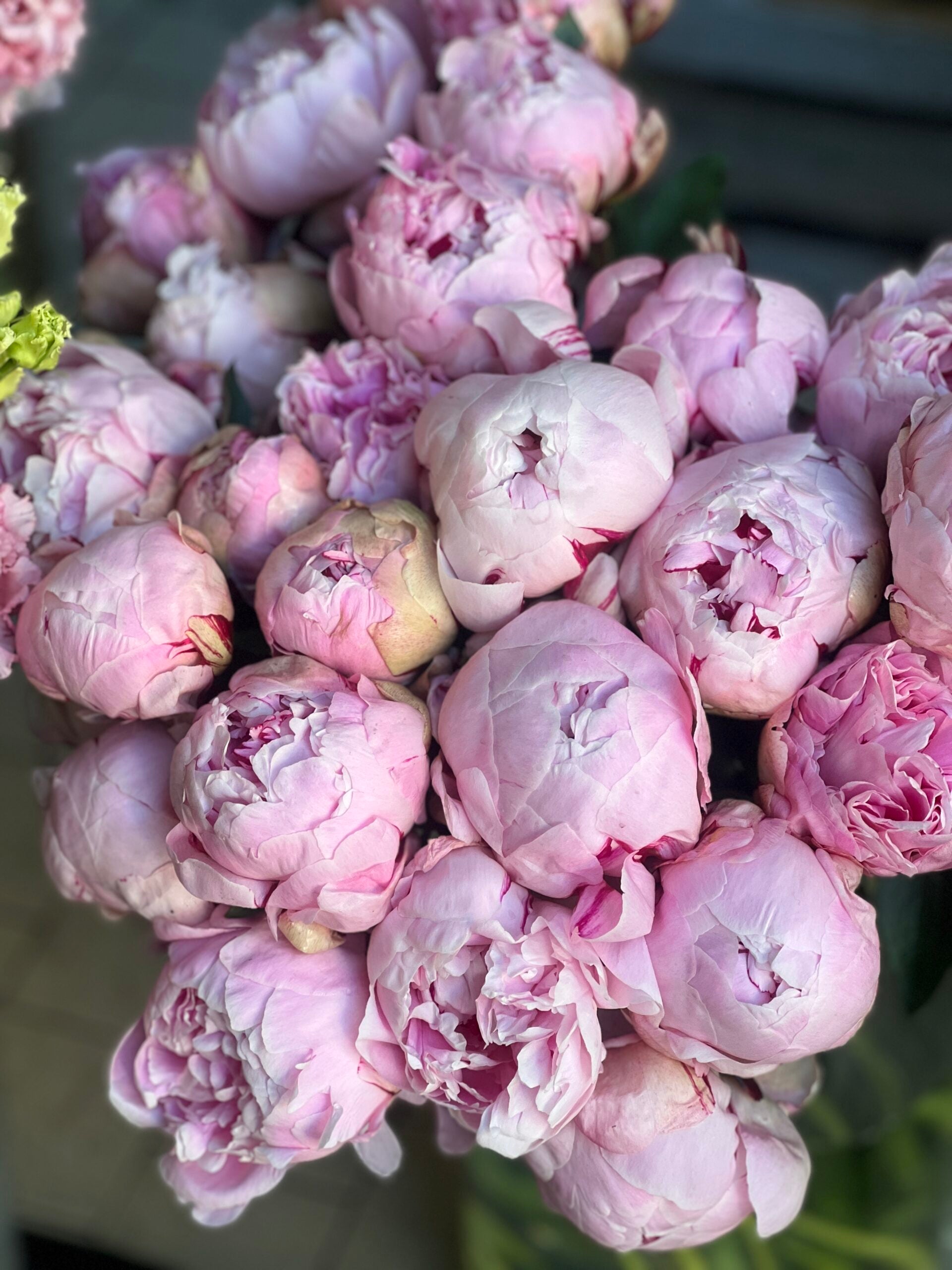 Pink Peony - Petals at Bibendum