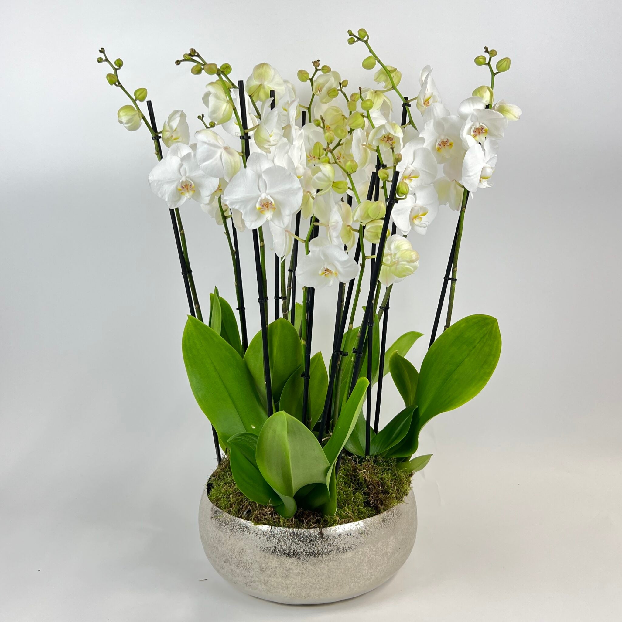 Orchid Planter - Phaleanopsis