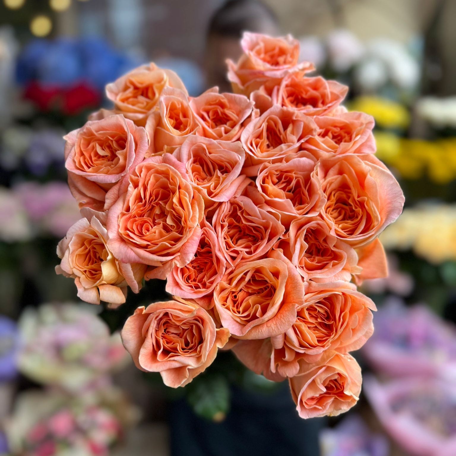 Peach Fuzz VIP Rose