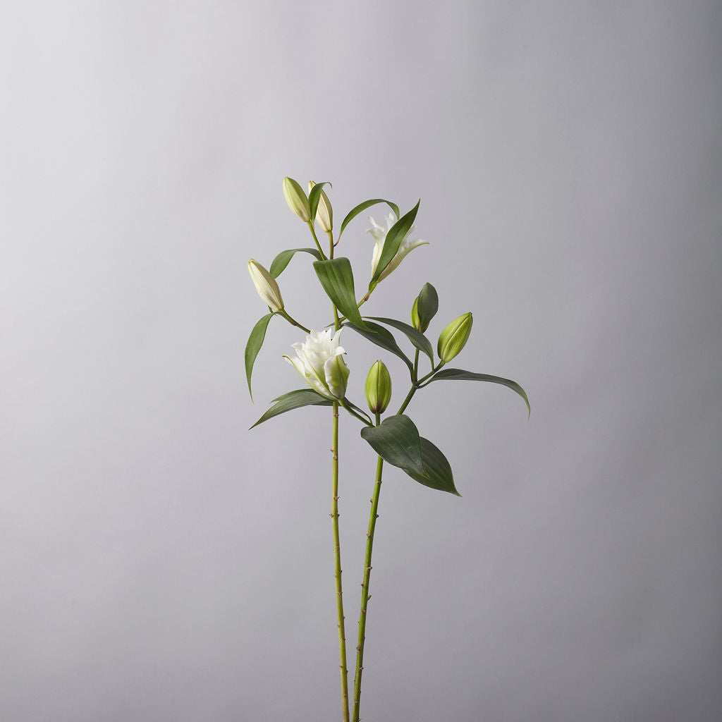 Rose-Lily White - Petals at Bibendum