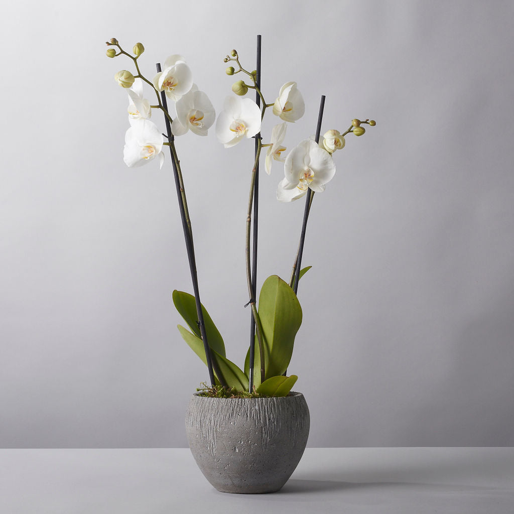 Orchid - Phaleanopsis