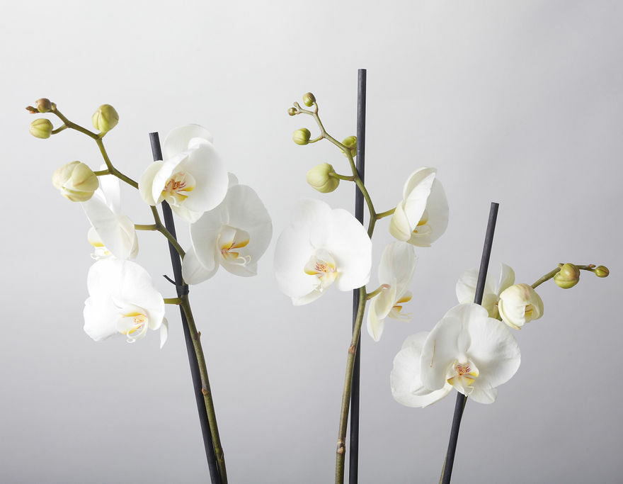 Orchid - Phaleanopsis