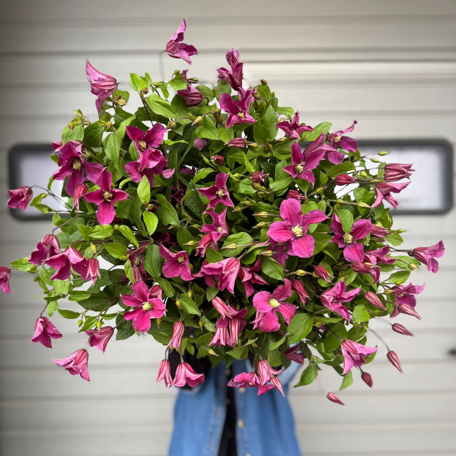 Pink Clematis