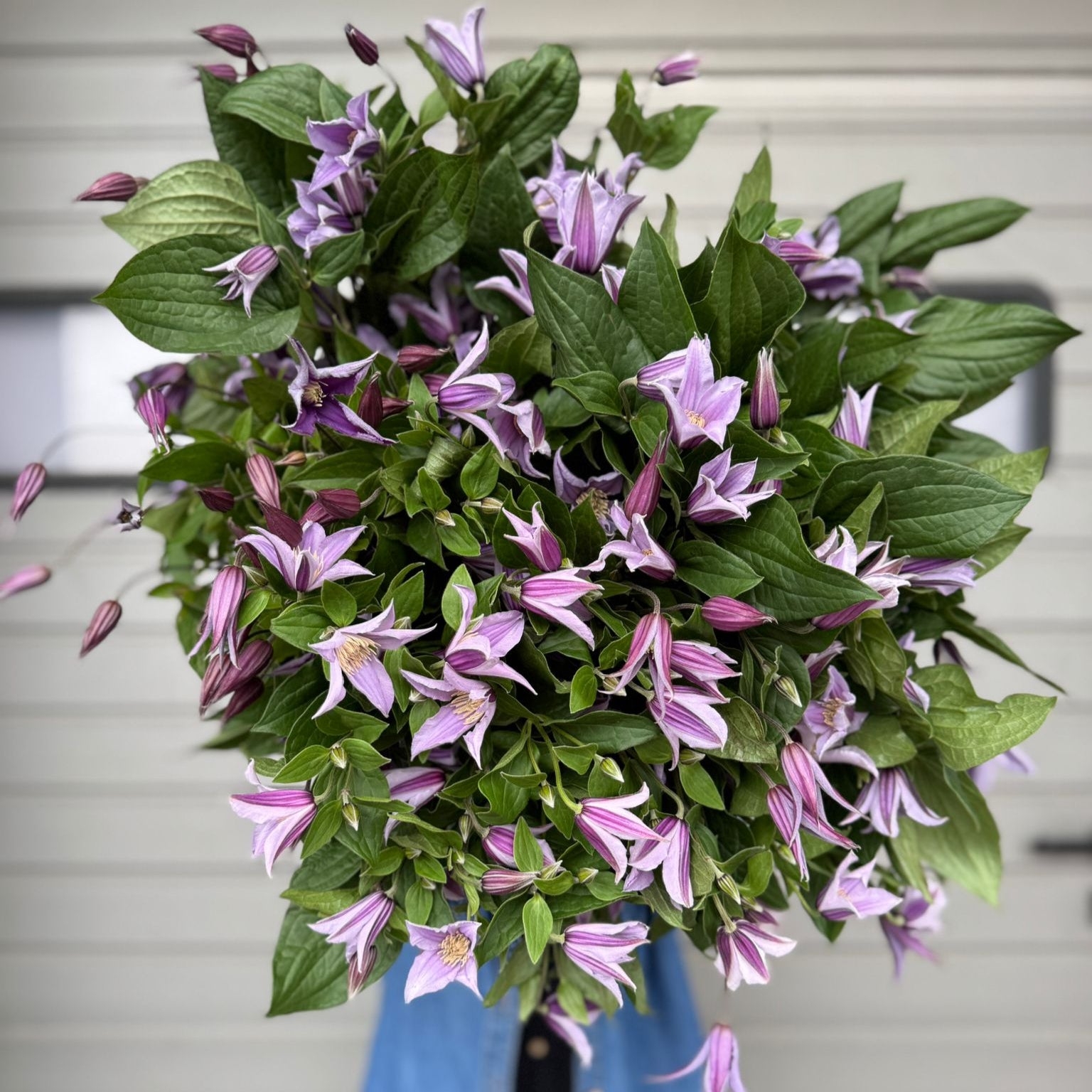 Purple Clematis