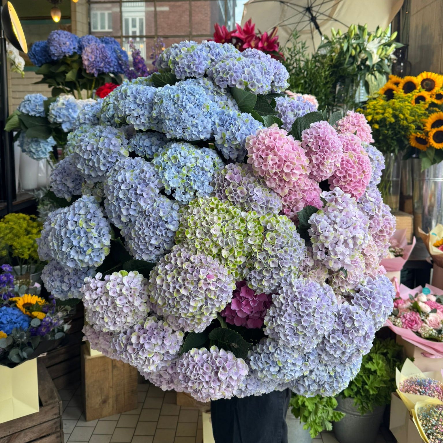 Spray Hydrangea