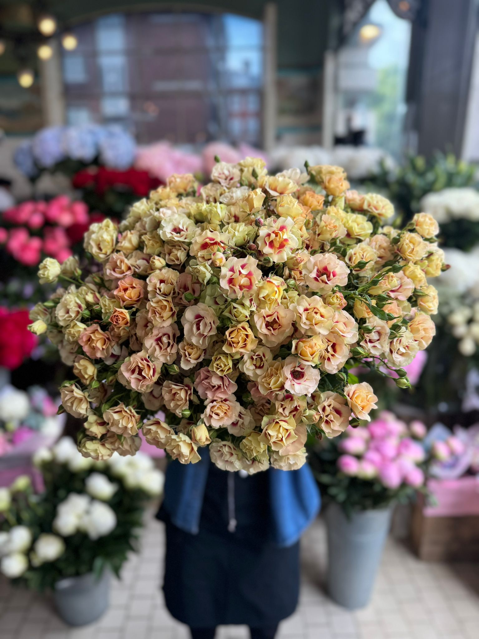 Shiraz Spray Rose