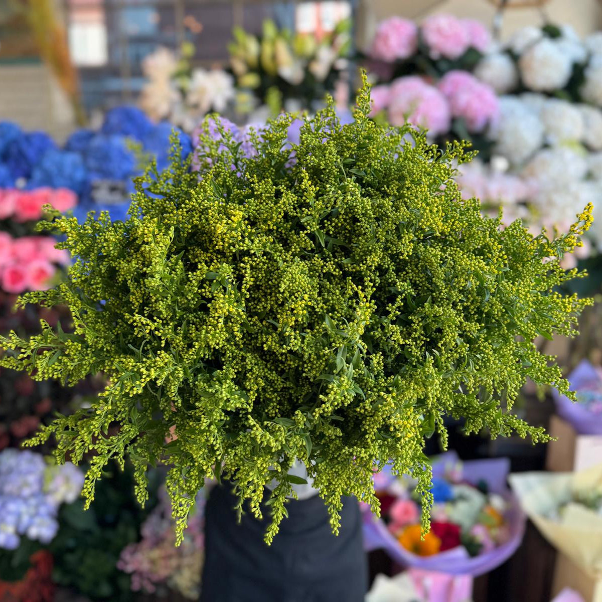 Solidago