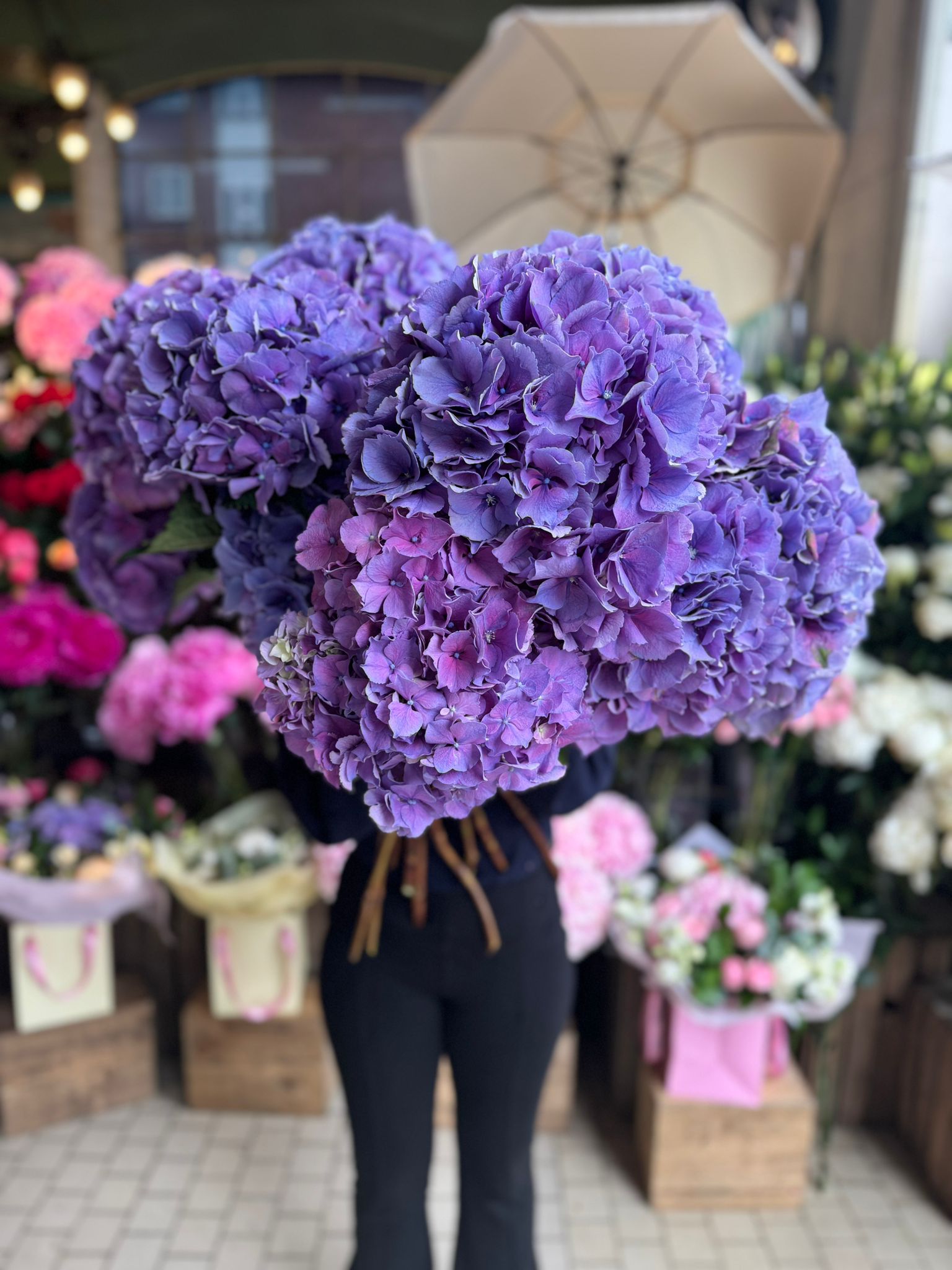 Purple Hydrangea