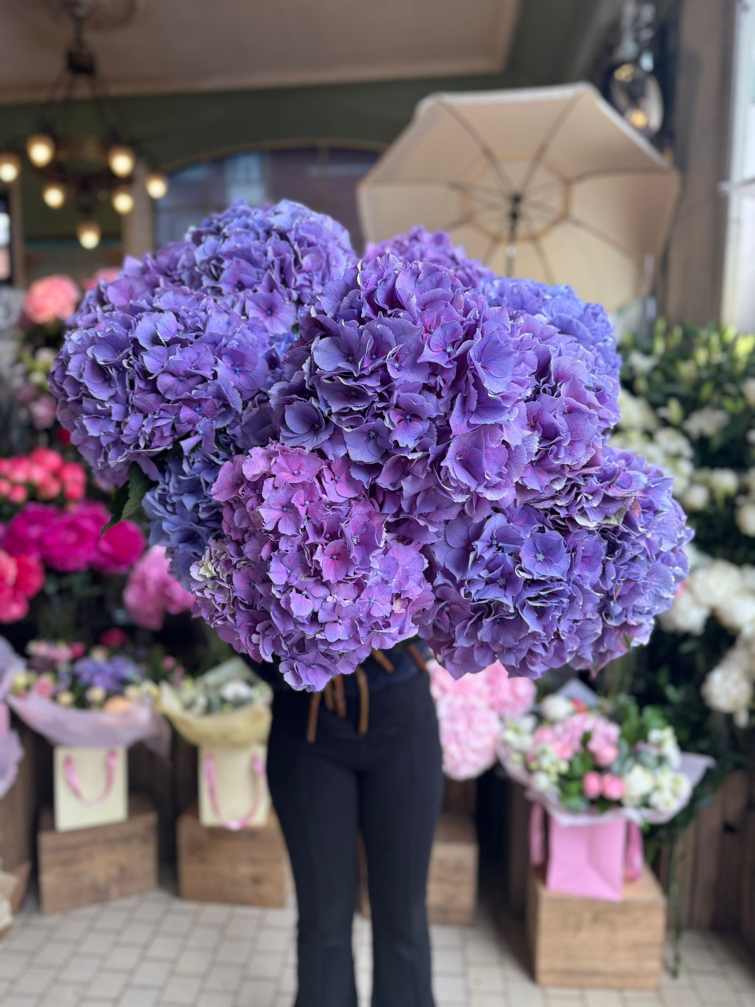 Purple Hydrangea