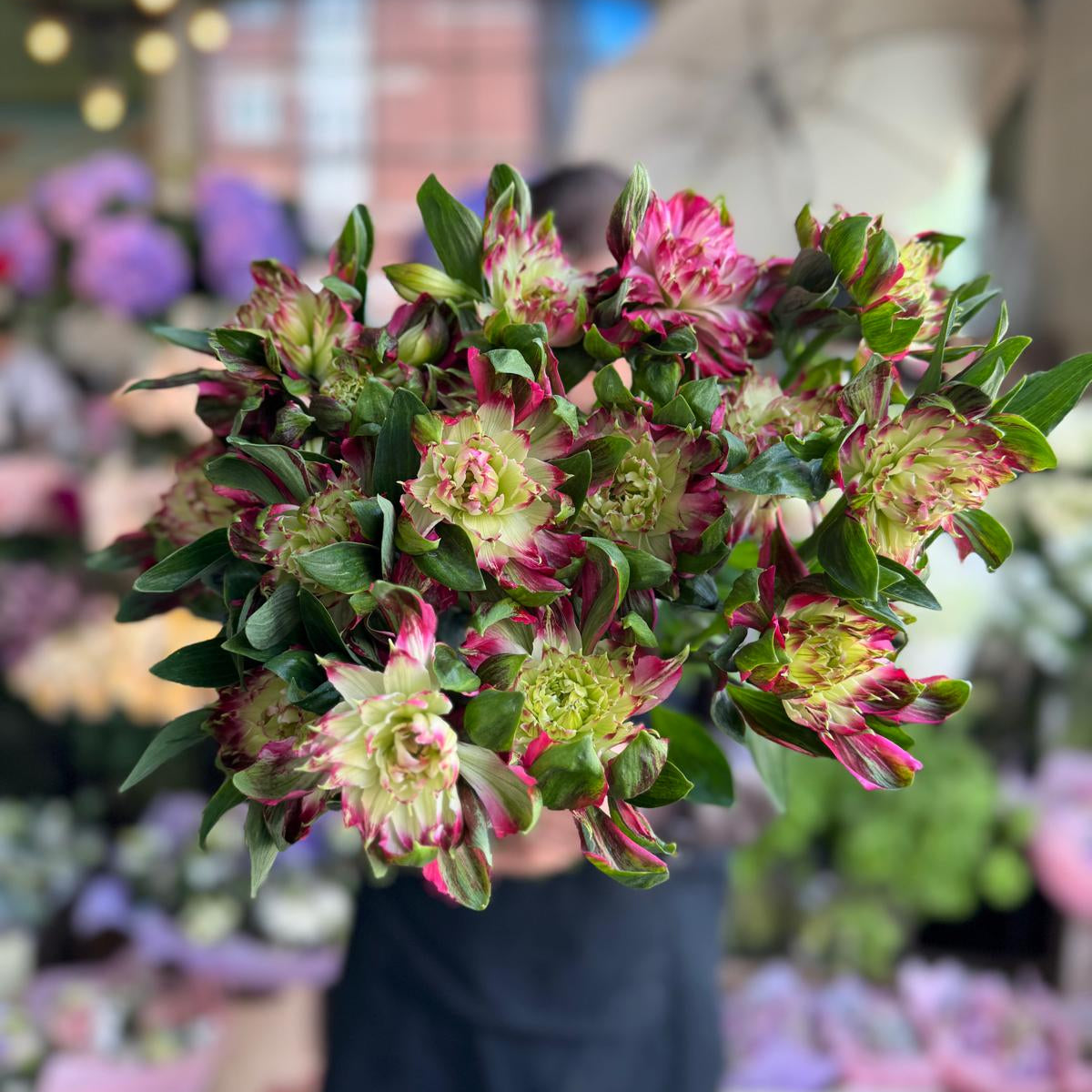 Double Pink Alstroemeria