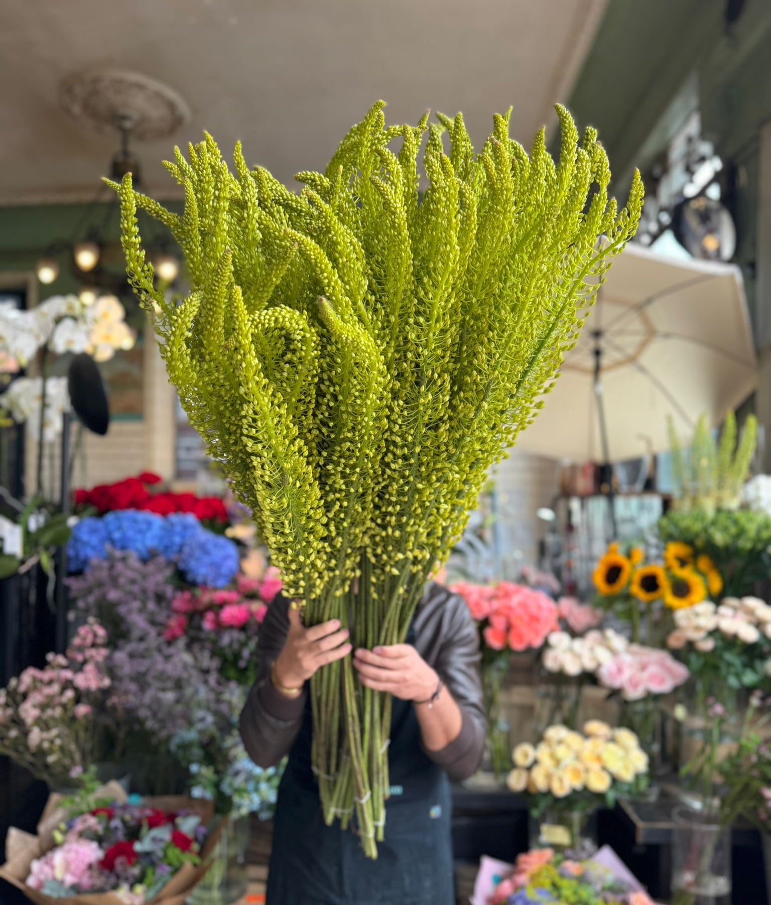 Yellow Eremurus
