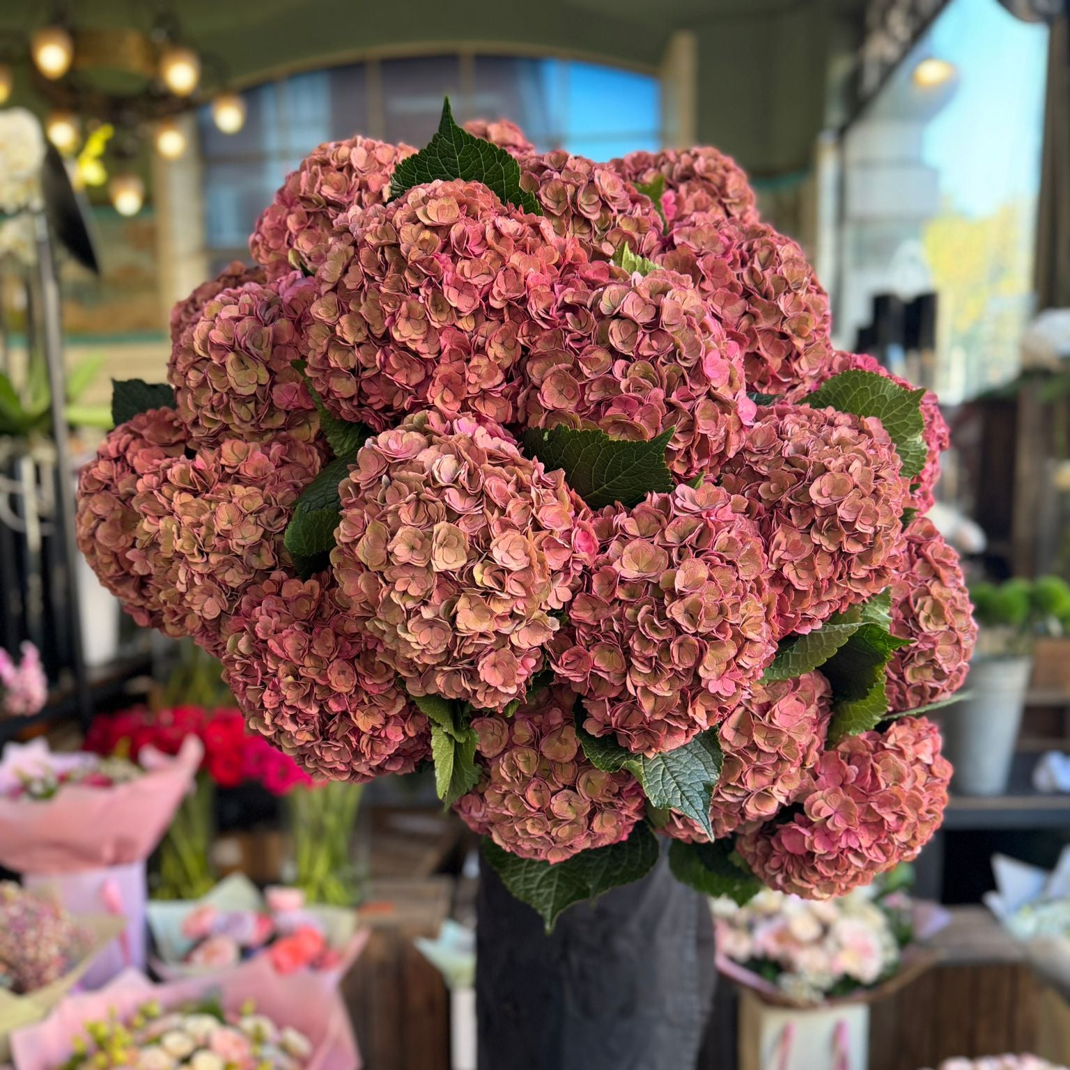Royal Anastasia Pink Classic Hydrangea
